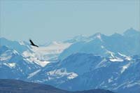 Balcones El Calafate